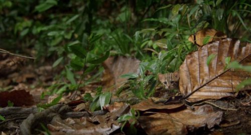 Ржавая кошка: самая маленькая представительница семейства кошачьих (8 фото)