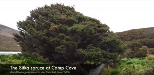 Самое одинокое дерево на Земле: увлекательная сказка о выживании (фото + видео)