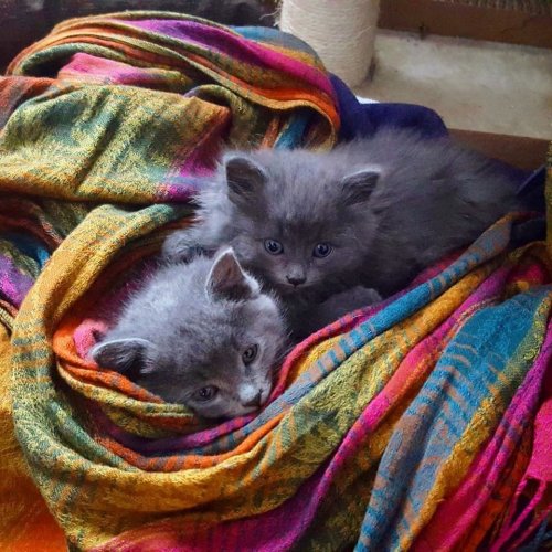 Счастливая история двух котят, спасенных от смертельных морозов (12 фото)