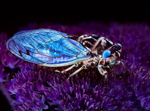 Фотографии растений и насекомых, сделанные под ультрафиолетовым освещением (24 фото)