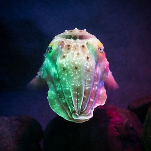 Топ-25: невероятные водные существа со странными и просто восхитительными способностями