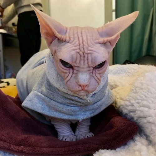 Обаяшка Локи, претендующий на звание самого сердитого котика в мире (10 фото)