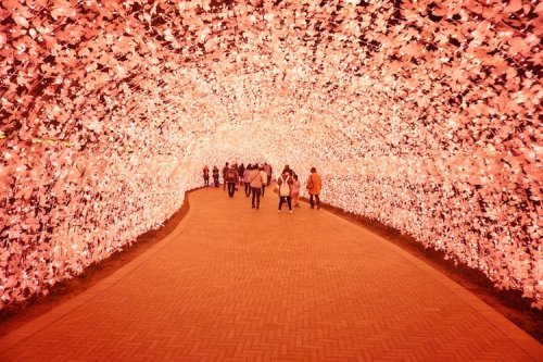 Светящиеся цветочные тоннели в японском парке Набана-но-Сато (9 фото)
