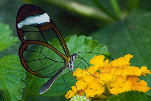 Невероятная стеклянная бабочка (22 фото)