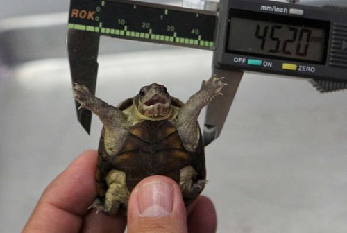 Ученые открыли новый и самый крошечный вид черепах в мире (2 фото)