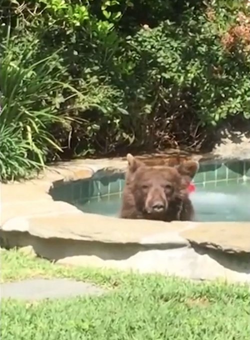 Медведь, который проводит лето лучше тебя (5 фото + видео)