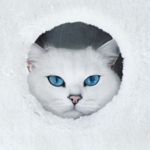 Instagram-звезда по кличке Коби с самыми завораживающими голубыми глазами (12 фото)