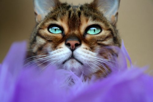 Молли-чан: бенгальская кошка с потрясающими глазами (12 фото)