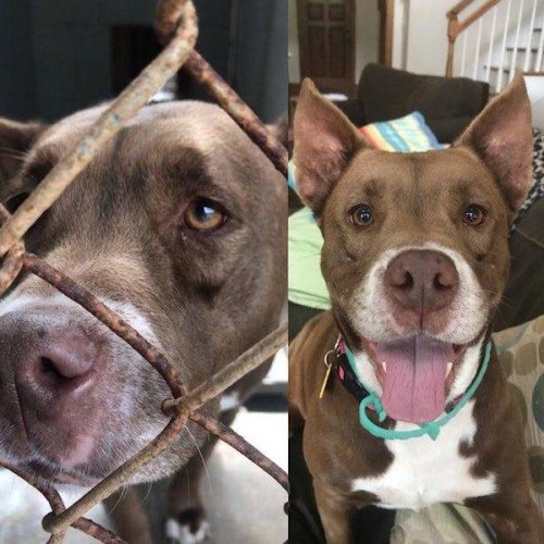 Собаки до и после того, как обрели любящий дом (24 фото)