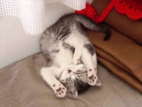Смешные кошки, которые могут заснуть в любой позе и в любом месте (22 фото)