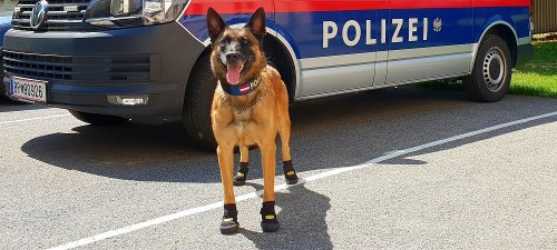 Полицейские собаки в Европе носят специальную обувь из-за жары