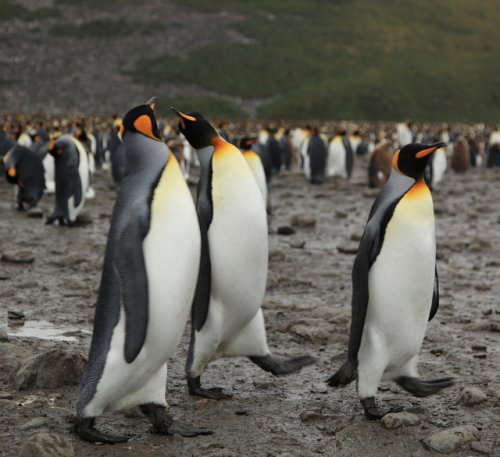 Ясли Королевских пингвинов – самый большой детский сад на планете (20 фото)
