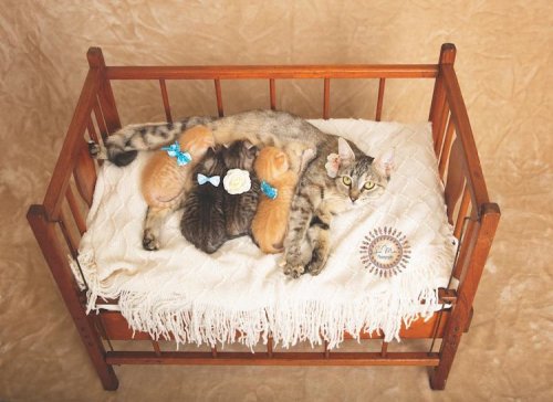 Очаровательные спасённые котята в фотосессии, которая должна помочь им найти новую любящую семью (8 фото)