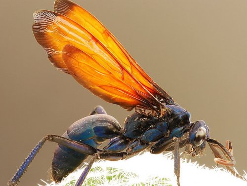 Оса тарантуловый ястреб - безжалостный хищник из мира насекомых (21 фото)