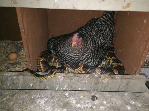Женщина с удивлением обнаружила змею, свернувшуюся калачиком под курицей (4 фото)