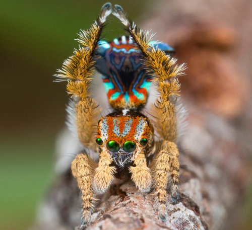 Удивительная макросъемка насекомых (16 фото)