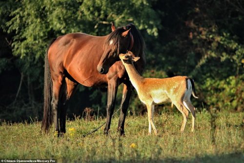 Трогательные фотографии дружбы осиротевшего олененка и усыновившей его семьи лошадей (7 фото)