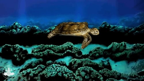 Боди-арт художник превратил модель в потрясающую морскую черепаху, которую не отличить от настоящей