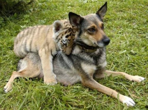 20 замечательных примеров дружбы между животными. Нам бы у них поучиться!