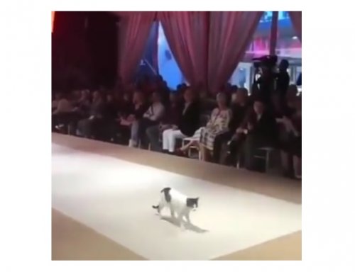 В Турции бездомная кошка прошлась по подиуму во время модного показа, и всем это очень понравилось