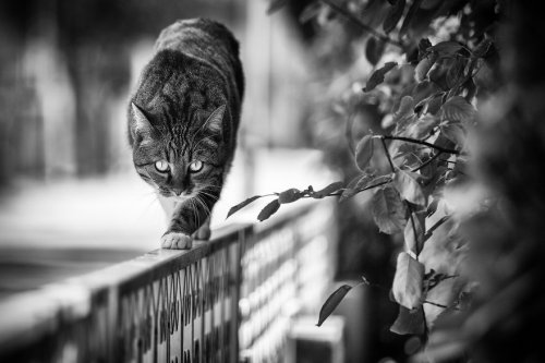 "Монорельсовые" кошки Сабрины Боем, которым удобно везде! (18 фото)