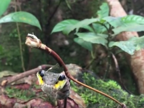 Удивительная гусеница, которая в минуты опасности превращается в змею