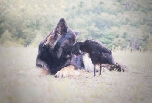Неожиданная дружба между собакой и уткой в очаровательных фотографиях (11 фото)
