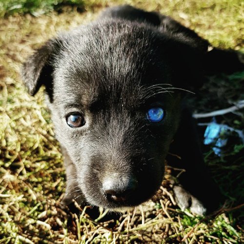 Очаровательный щенок Блу с глазами разного цвета (4 фото)