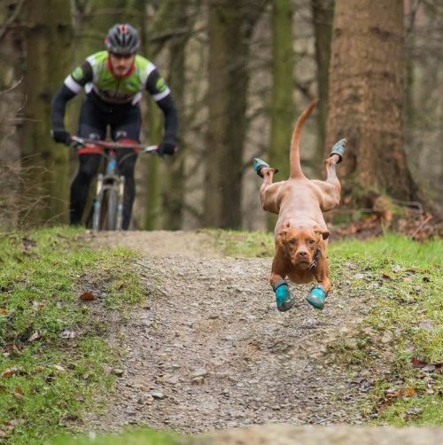Обутый пёс, бегущий впереди велосипедиста, и фотожабы на него (21 фото)