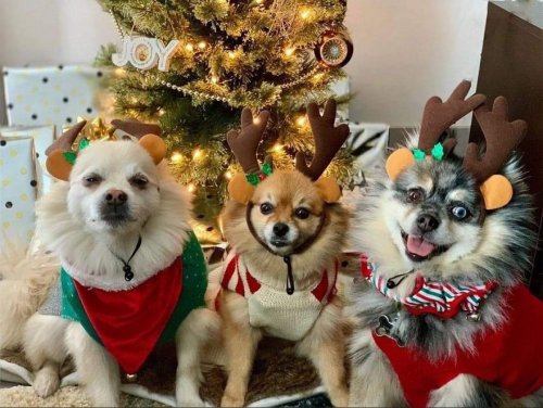 Очаровательные пёсики в рождественских свитерах (22 фото)