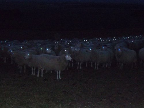 Овцы, сфотографированные ночью, — зрелище не для слабонервных! (20 фото)