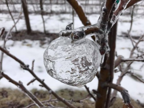 Из-за ледяного дождя в Мичигане на деревьях появились "призрачные яблоки" (3 фото)