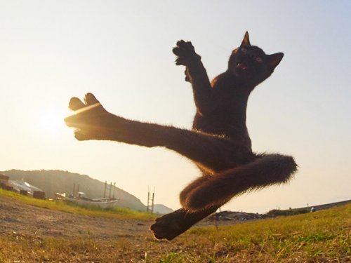 19 фотографий с кошками, в совершенстве владеющими боевым искусством ниндзюцу