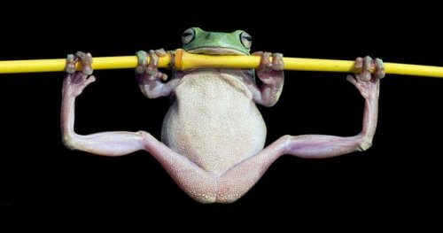 ТОП-10: Удивительные факты о лягушках, доказывающие, что они — фантастические создания