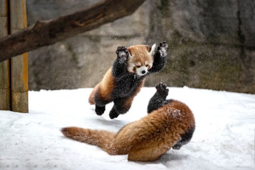 Посетительница зоопарка Розамонд Гиффорд сфотографировала дерущихся детёнышей красной панды, и эти кадры могут сломать ваш мимиметр (5 фото)