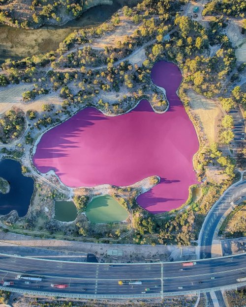 Солёное озеро в Мельбурне превратилось в розовую достопримечательность (8 фото)