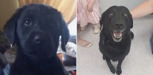 Мужчина создал счастливую семью благодаря пропавшей собаке... которая нашлась спустя 9 лет (4 фото)