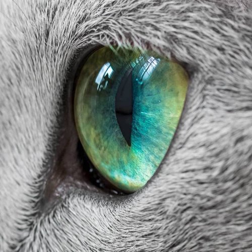 Ксафи и Аури: русские голубые кошки с завораживающими зелёными глазами (19 фото)