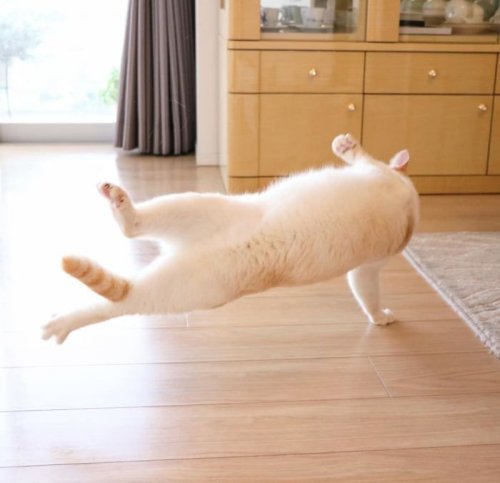 Танцующий кот Чако из Японии (25 фото)
