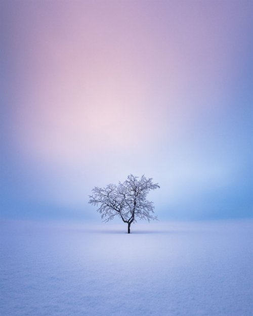 Фотограф делает идеальные снимки одиноких деревьев на фоне безмятежных финских пейзажей (8 фото)