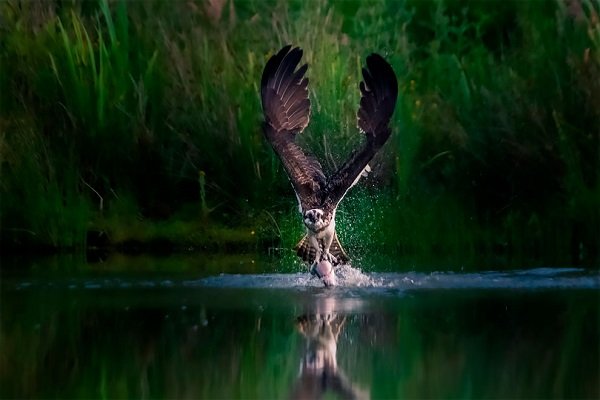 Вдохновленные природой: фотоконкурс National Parks Photography Competition 2020 (10 фото)