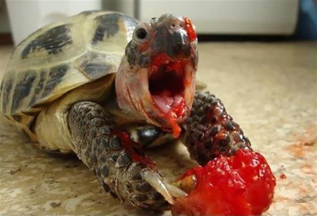 Животные, поедающие клубнику, выглядят пострашнее, чем персонажи из фильмов ужасов (17 фото)