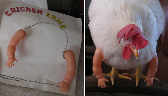 Курица получила по почте пару кукольных накачанных рук и стала выглядеть, как пернатый бодибилдер (12 фото)