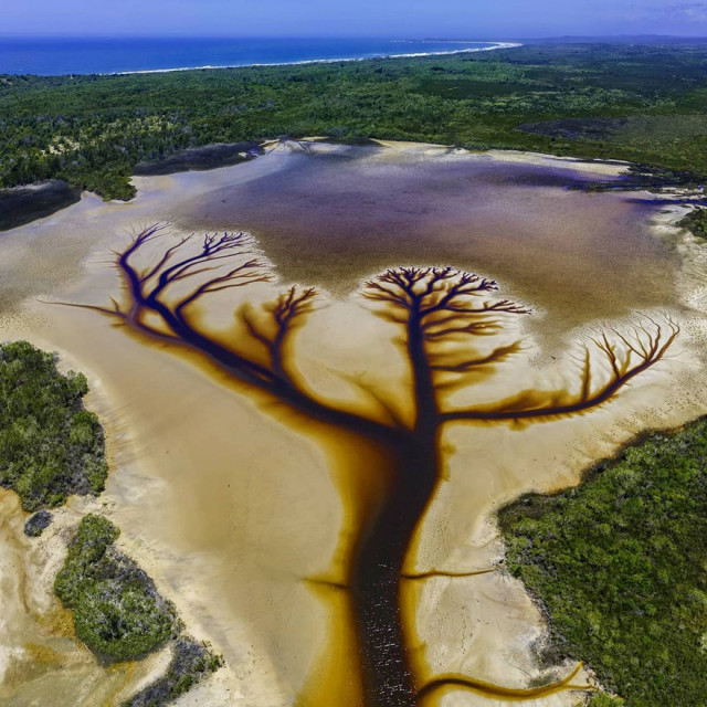 Фотограф запечатлел захватывающее дух "Дерево жизни" на вышедшем из берегов озере Какора (8 фото)