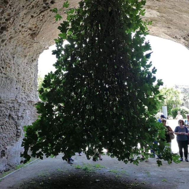 Знаменитое перевёрнутое фиговое дерево в Италии (3 фото)