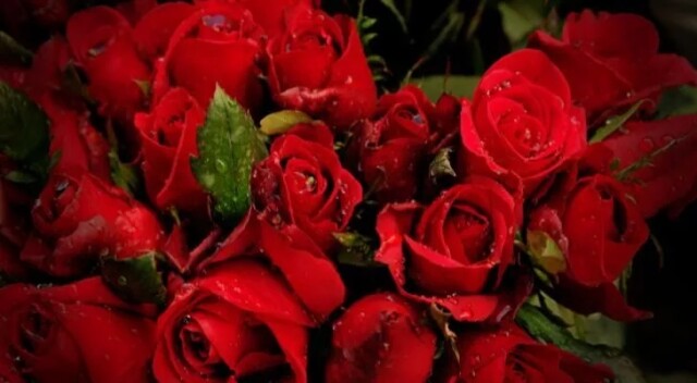 Топ-10: Романтичные факты про красные розы