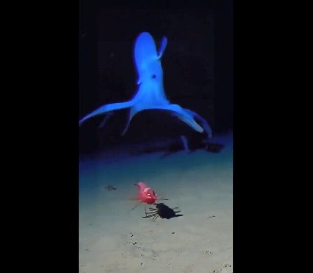 Вы когда-нибудь видели, как передвигается по океанскому дну адский кальмар-вампир? (фото + видео)
