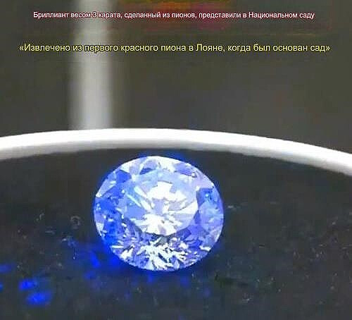 Китайские учёные заявили о создании первого в мире бриллианта из... красных пионов (фото + видео)