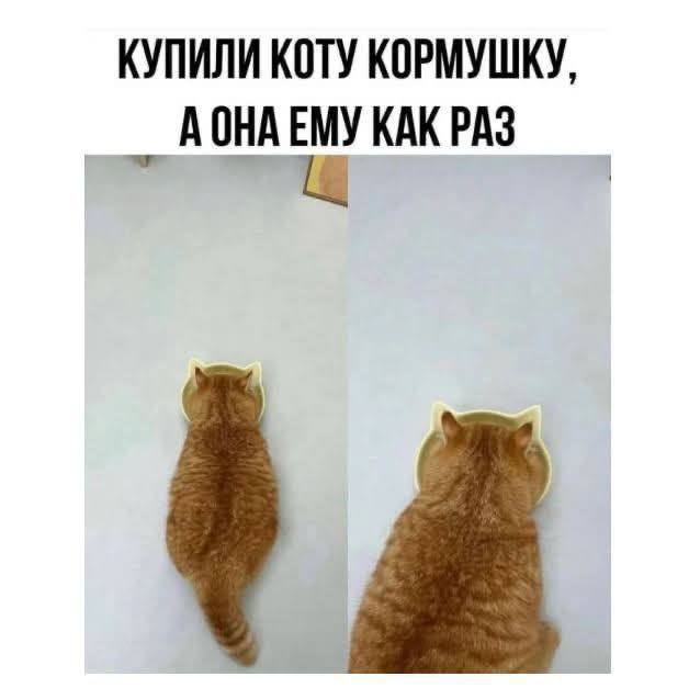 Прикольные картинки с котиками, хорошо прочувствовавшими жизнь