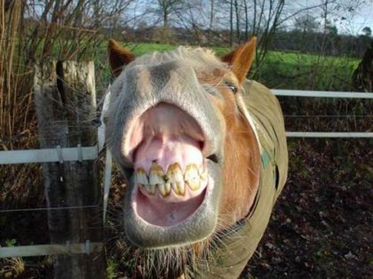 Лошади тоже улыбаюцца!)